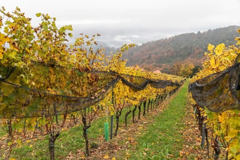 Autumn atmosphere, foliage colouring in forest and vineyard, St. Andrä-Höch, Sausal, Styria,