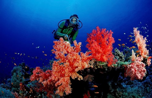 Diver and colourful coral reef, Egypt, Africa, Sinai, Sharm el Sheik, Red Sea