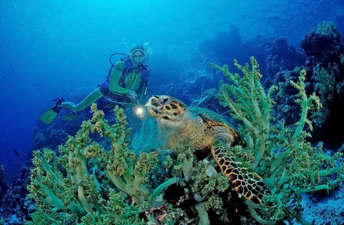 Hawksbill sea turtle and diver, Eretmochelys imbricata, Egypt, Zabargad, Zabarghad, Red Sea