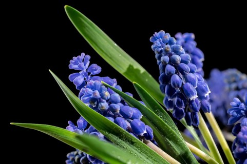 Beautiful blooming grape hyacinth Muscari Alida flower isolated on a black background. Flower head
