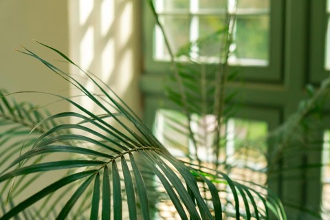 Close up of palm leaf next to old window. Abstract minimal interior design background decor