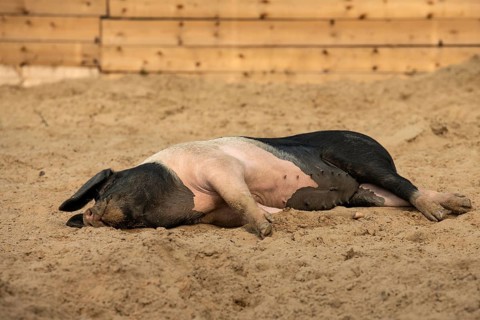 Resting Swabian-Hall pig