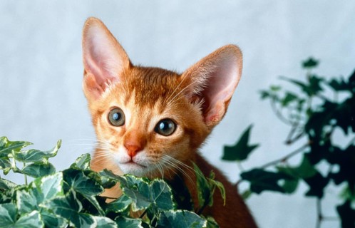 Abyssinian, kitten