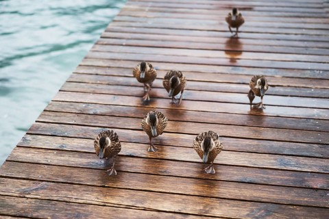 Photo of small ducks on the wooden deck