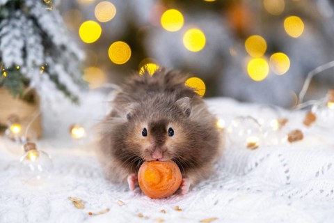 A funny shaggy fluffy hamster nibbles a carrot on a Christmas background with fairy lights and