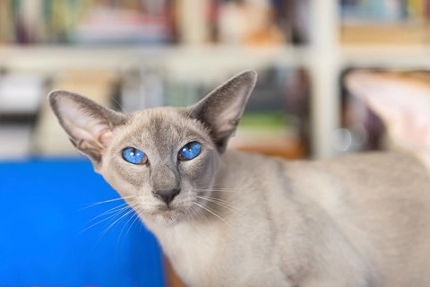 Oriental shorthair with blue eyes in interior