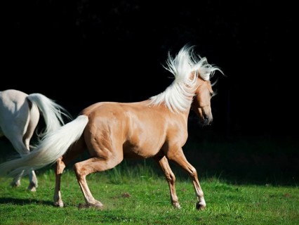 Palomino welsh pony in motion at black background
