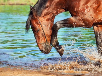 Portrait of splashing bay horse