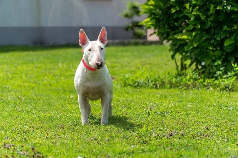 Portrait photo of white bull terrier outdoors on a sunny day, young purebreed bull terrier