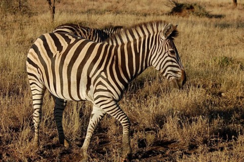 A Burchells Zebra