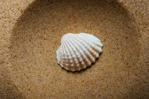 Natural seashell macro texture. Seashells background texture
