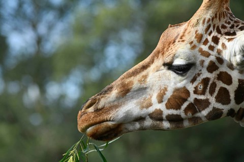 Portrait of an Rothschild's giraffe (G. c. rothschildi) at Christchurch, New Zealand