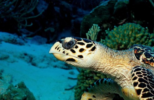 Hawksbill sea turtle, Eretmochelys imbricata, Netherlands Antilles, Bonaire, Caribbean, Caribbean