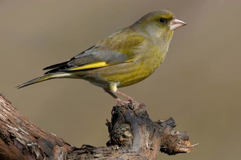 Greenfinch, Greenfinch, European Greenfinch, Western Greenfinch, Carduelis chloris, (Chloris