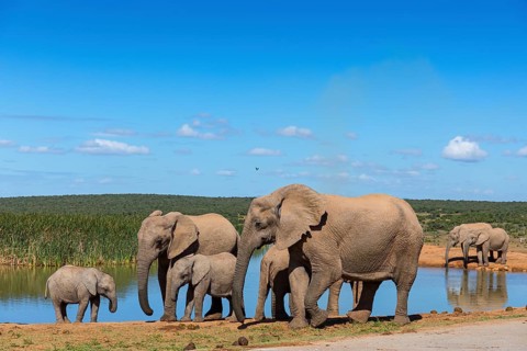 African elephant, (Loxodonta african), Addo Elephant National Park, Addo Camp, Western Cape, South