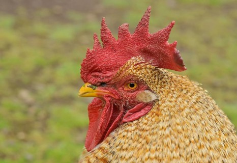 Rooster, red comb, La Gomera, Spain