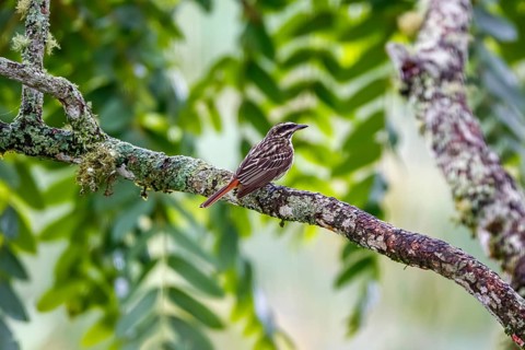 Streaked flycatcher perched on a tree branch against leafy background, Serra da Mantiqueira,