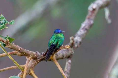 Close up of a Violet-capped woodnymph perched on a branch against defocused background, Serra da