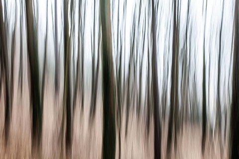 Trees in the forest, blur effect, Leoben, Styria, Austria