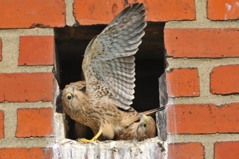 Turmfalken, fluegge Jungvoegel am Horst, Common Kestrel, fully-fledged, full fledged, Fledglings in