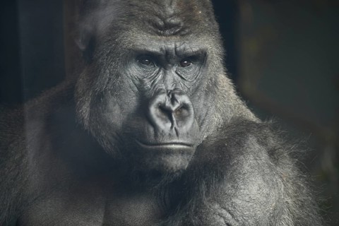 Portrait of a western lowland gorilla (Gorilla gorilla gorilla) at Christchurch, New Zealand