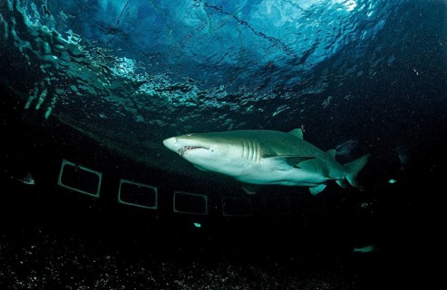 Sand tiger, Odontaspis taurus, South Africa, Port Elizabeth, Ibhayi, Madiba Bay, Indian Ocean