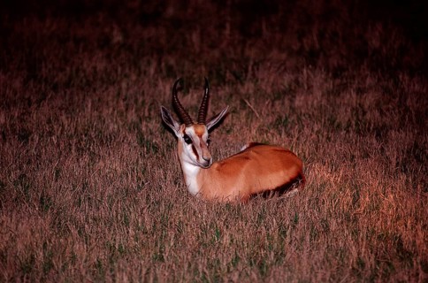 Resting springbok at night, Antidorcas marsupialis, South Africa, Kruger, National Park