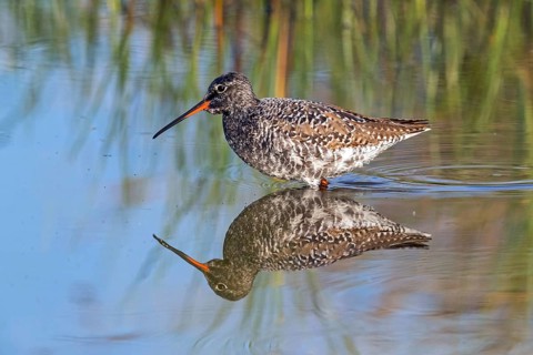Spotted Redshank, (Sringa erythropus), foraging in water, water bodies, plover-like, Wadi Darbat,