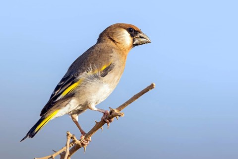 Arabian Bullfinch, Golden-winged Bullfinch, (Rhynchostruthus percivali), Family of Finches, Ayn