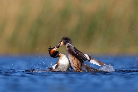 Great Crested Grebe, (Podiceps Scalloped ribbonfish), courtship behaviour, two individuals, Hides