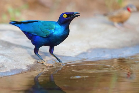 Purple glossy starling, (Lamprotornis purpureus), Africa, Gambia, Tendaba camp / Tendaba photo hid,