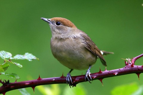 Female blackcap (Sylvia atricapilla) on perch, biotope, habitat, foraging, animals, birds Hesse,