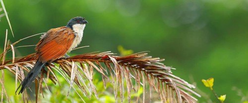 Tiputip, White-browed Coucal, (Burchells Coucal), Centropus superciliosus burchelli, White-browed