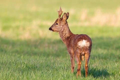 Roe deer, European roe deer, (Capreolus capreolus), roebuck, standing in a meadow in the morning,