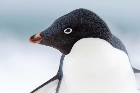 Adelie Penguin, Portrait, Animals, Birds, Penguins, (Pygoscelis adeliae) Penguin Island, South