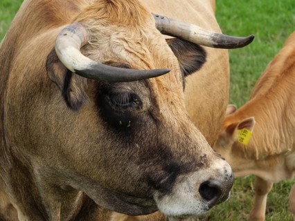 Close-up of a cow with horns and distinctive fur pattern, next to a calf, velen, North