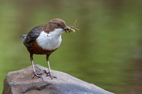White-breasted dipper, (Cinclus cinclus), animals, birds, biotope, habitat, waters, foraging,