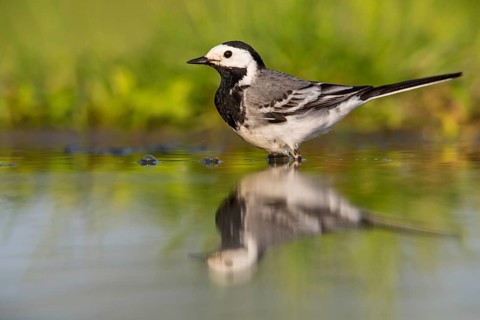 White wagtail, (Motacilla alba), animals, birds, family of wagtails and pipits, Beindersheim, Bad