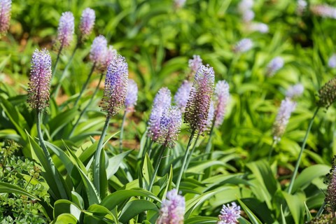 Blauer Ingwer, Dichorisandra thyrsiflora. Brasilien, Madeira, Funchal, Blue ginger, Flower of the