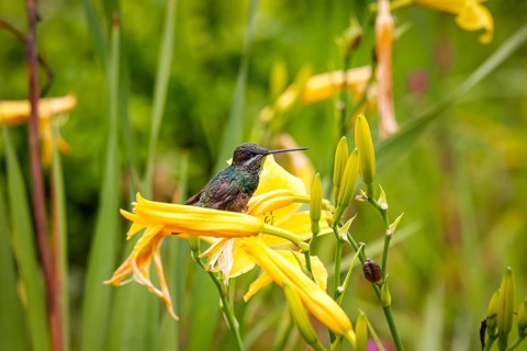 Beautiful small Stripe-breasted star throat perched on a yellow flower, Caraca natural park, Minas