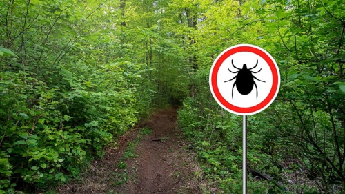 Tick insect warning sign in infected forest. Lyme disease and meningitis transmitter