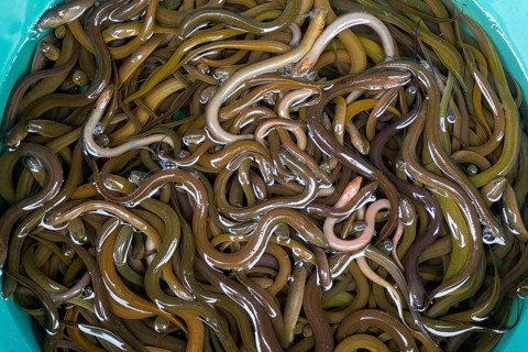 A lot of small eels in the basket in the local market, Thailand