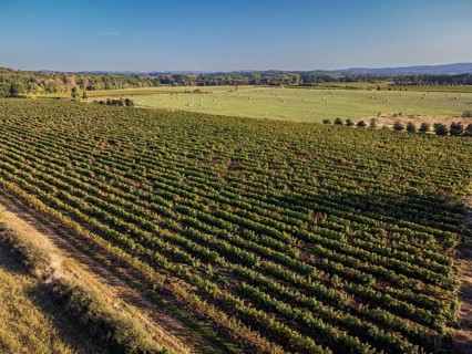 Vineyard near to Carcasona, Aude, Languedoc-Rosellón region. French Republic