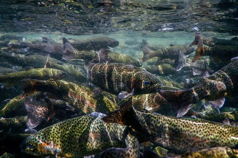 River Trout swim underwater, Trout underwater scene, Trout farm
