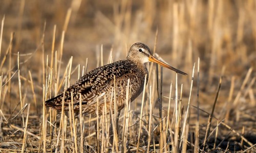 Godwit Bird Prairie in Saskatchewan Canada Wild
