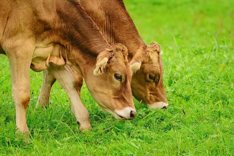 Dairy Cattle in the Traditional Pasture. Bolsternang, Germany Bolsternang, Germany