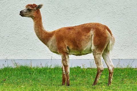 Alpaca (Vicugna Pacos) near the White Wall of a House Bolsternang, Germany