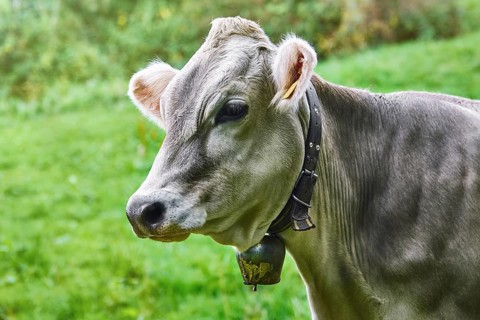 Portrait of Dairy Cattle in the Traditional Pasture Bolsternang, Germany