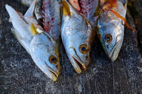 Croaker Corvina fillet fish in Holbox island of Mexico