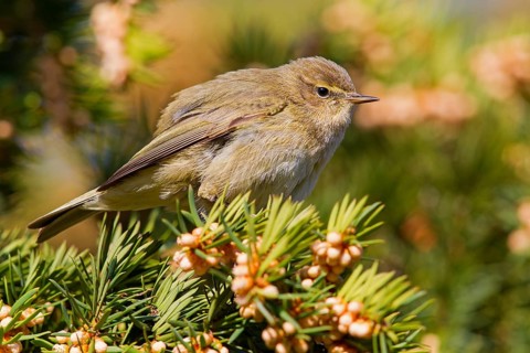 Chiffchaff, willow warbler, (Phylloscopus collybita), Phylloscopus collybitus, PTiere, birds,